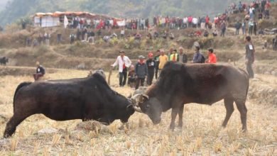 Photo of कास्कीको मादी मेलामा गोरू जुधाइसहित विभिन्न प्रतियोगिता हुने